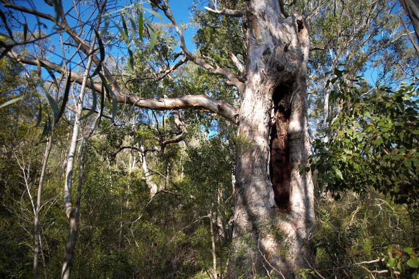 A tree with a scar in the middle.