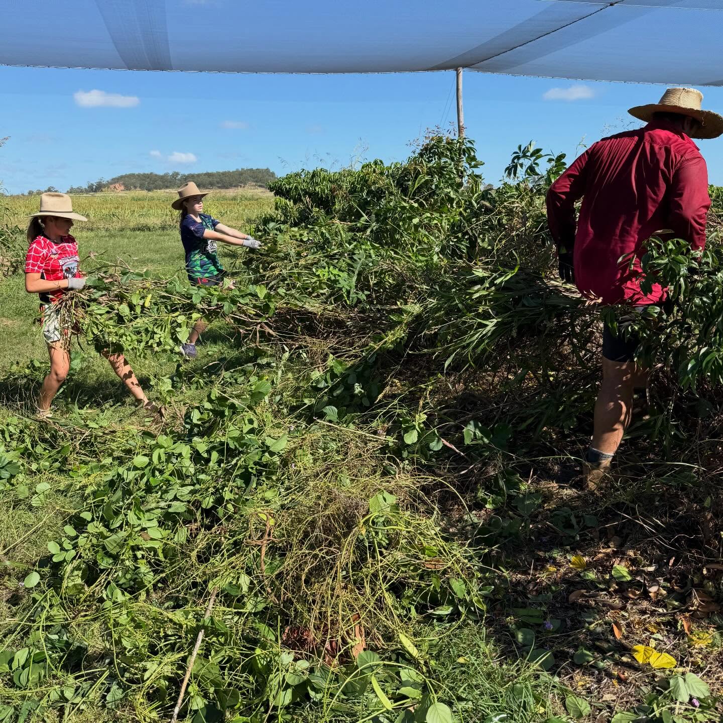 Two young children pulling weeds, man watching on