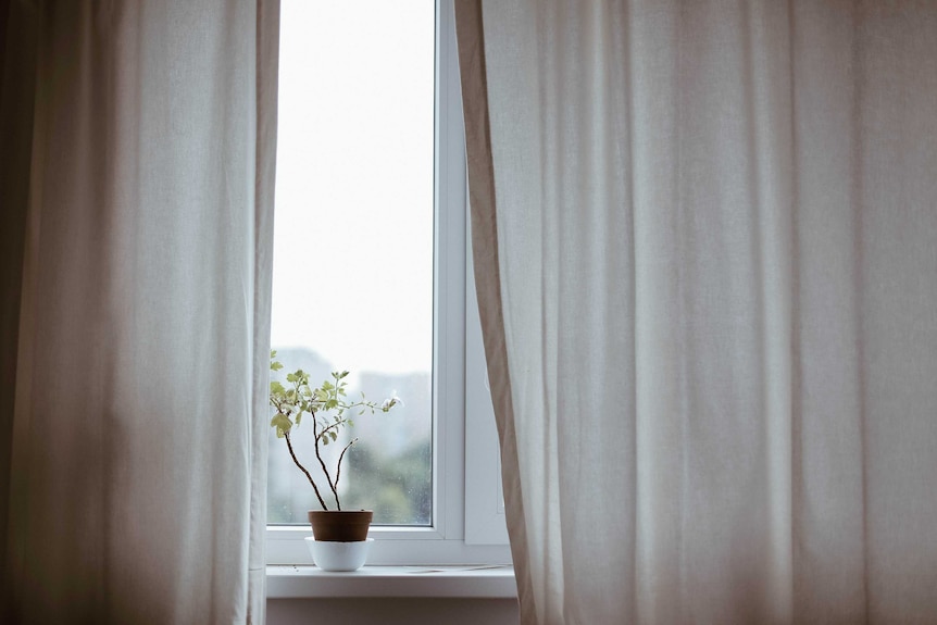 Pot plant sitting on a window sill in front of a closed window with curtains partially drawn.