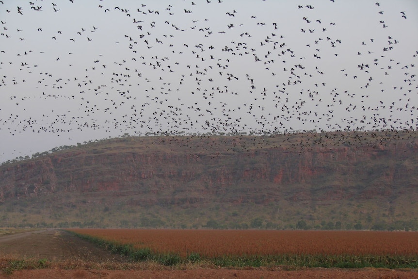 Magpie geese