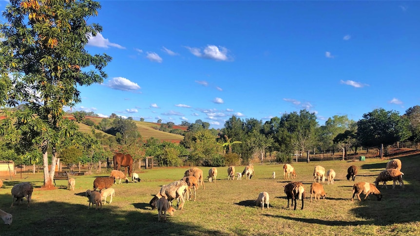 A group of sheep are grazing a lush, green paddock peacefully. There's several lambs and a horse as well.