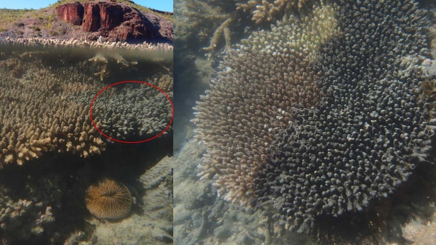 An underwater photo showing a closeup of black goo and the other half of the photo showing the coral reef