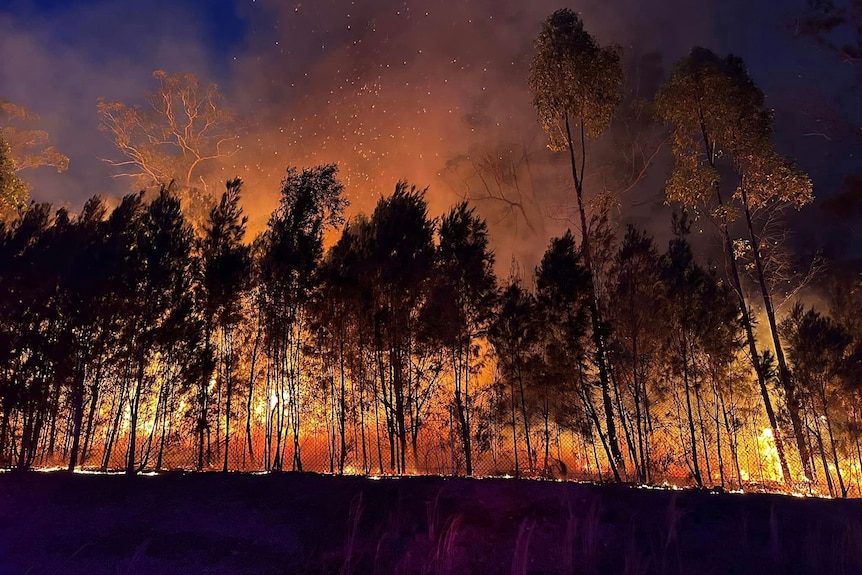 Orange fire glowing through trees at night