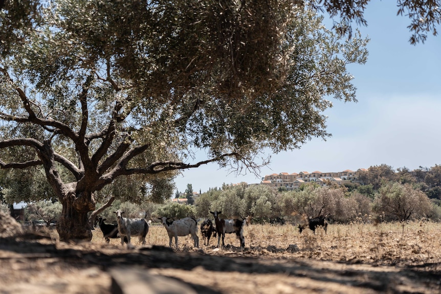 Goats in the shade of a tree 