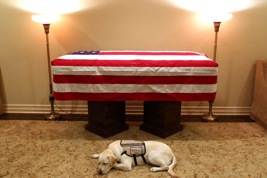 A golden labrador curled up in front of a coffin with a US flag draped over it.