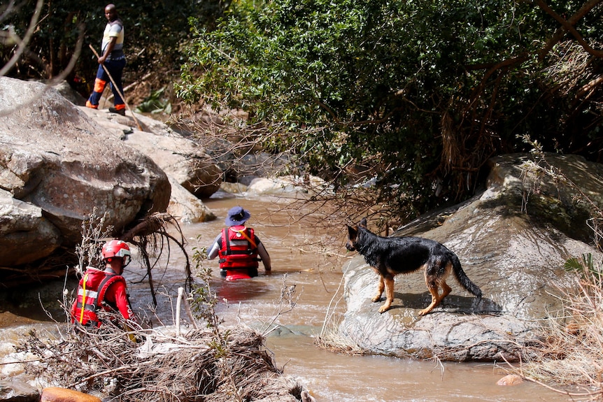 A search and rescue team uses a dog to search for bodies