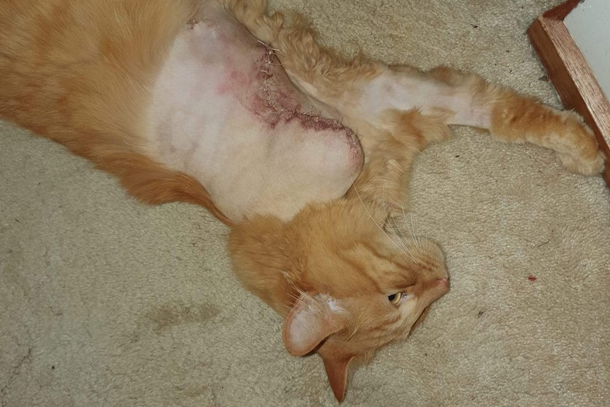 A ginger cat lies on the ground with a large scar after having it's front left leg surgicaly removed
