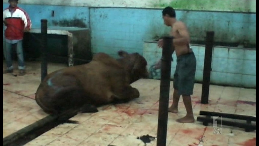 Live export ban hits 11 Indonesian abattoirs