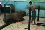 Live export ban hits 11 Indonesian abattoirs