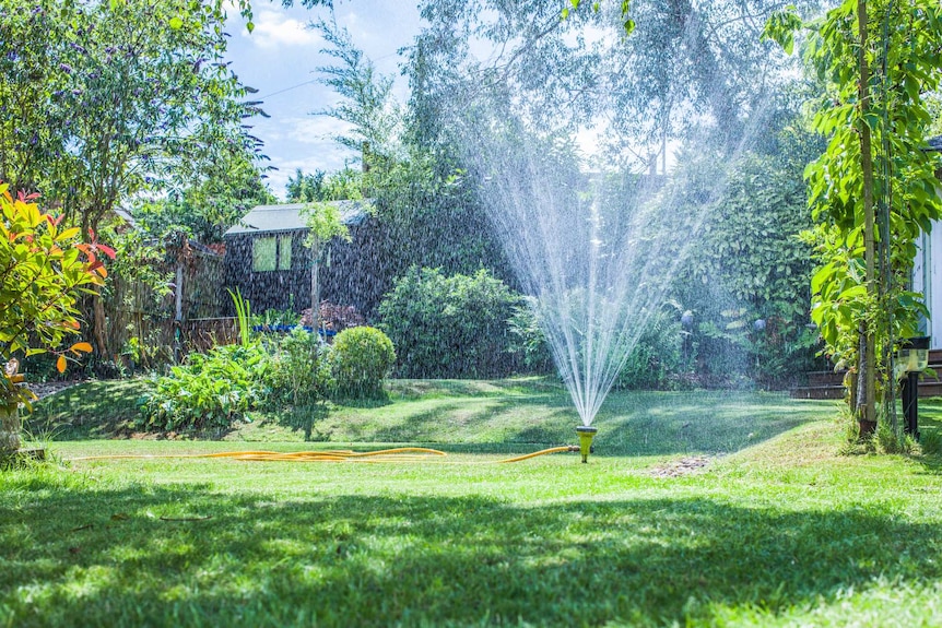 A sprinkling watering a green lawn.