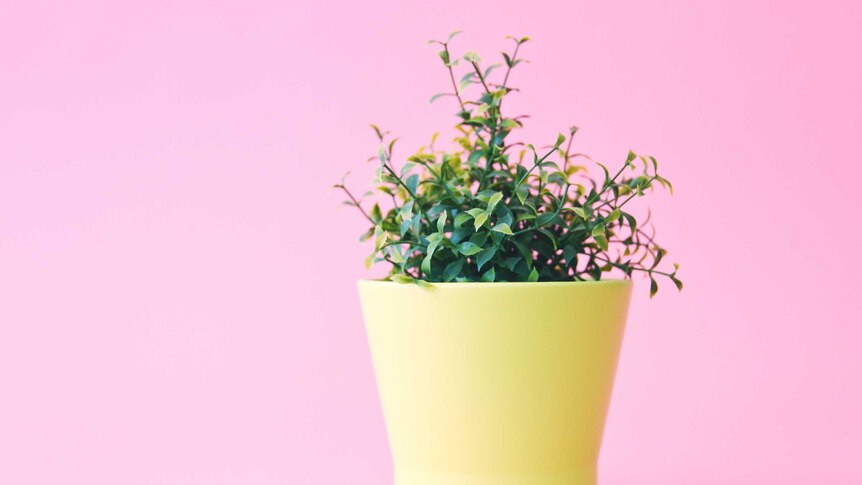 Pot plant with pink background for a story about tips to make moving house easy.