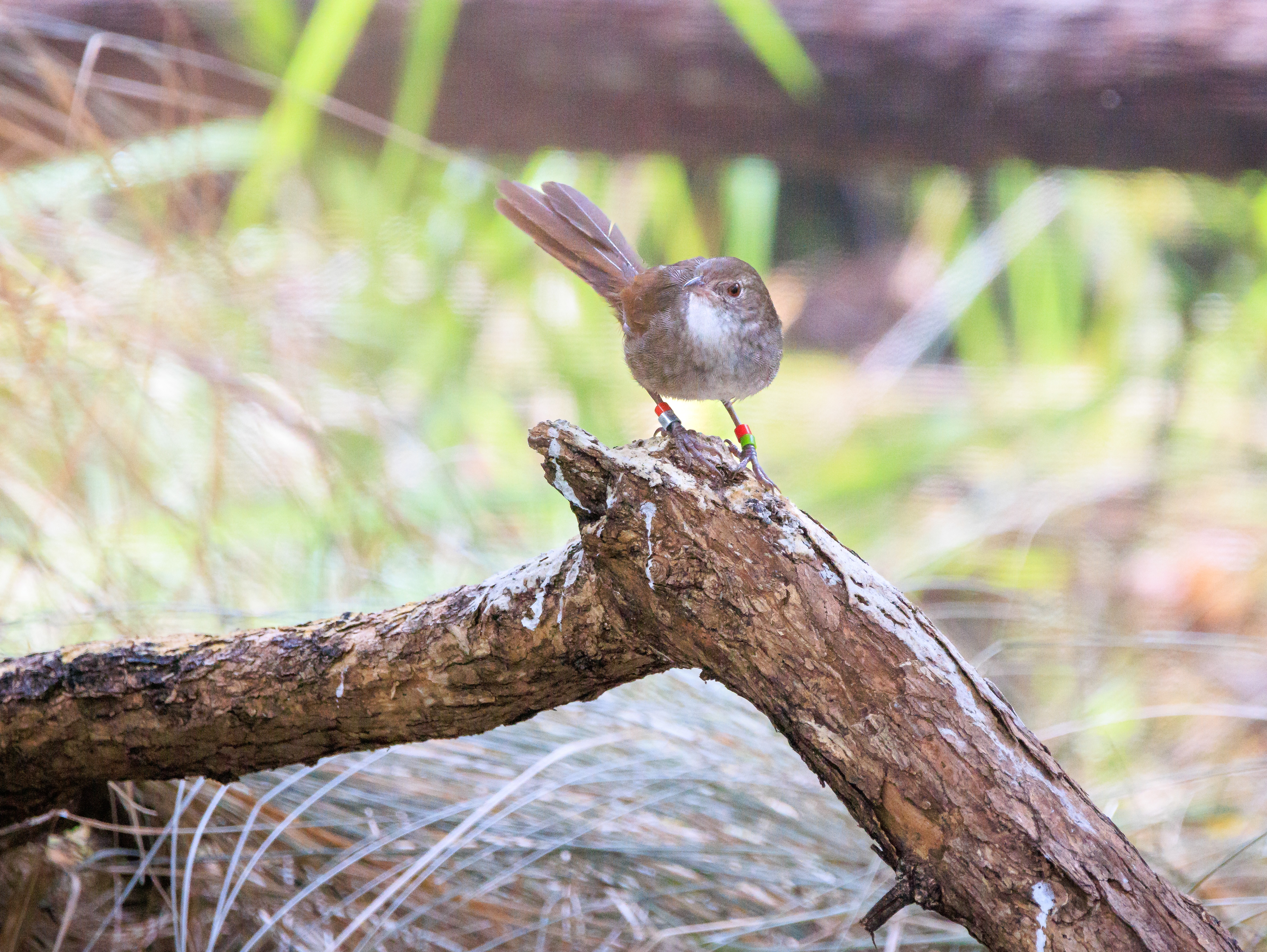 Bristlebird trên cành