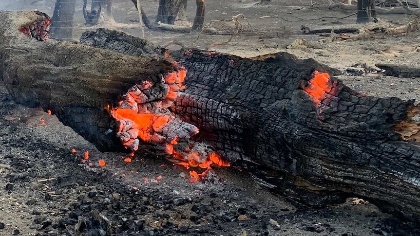 A log on the ground glowing red surrounded by grey trees