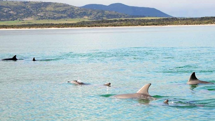 Landscape picture of hill in back ground pod of dolphins in foreground