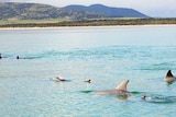 Landscape picture of hill in back ground pod of dolphins in foreground