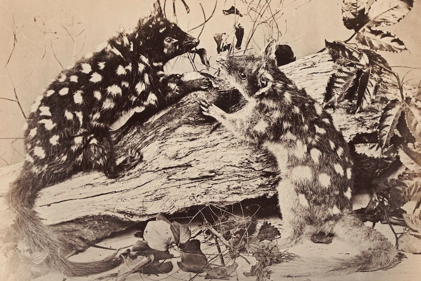 Old sepia photograph of two tiger quolls