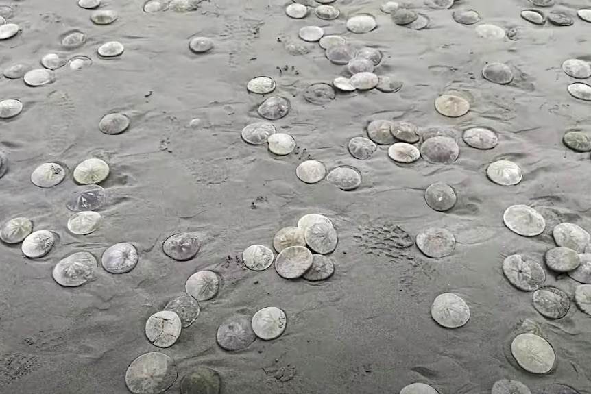 白色的圆形贝壳被冲上岸。