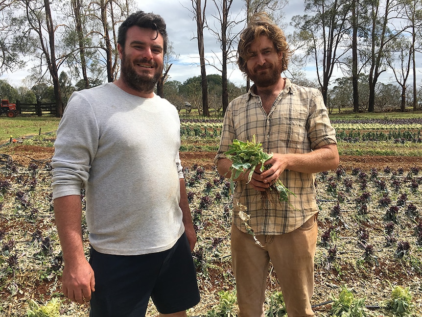 Organic farmers Caine Nichols and Aaron Davidson stand in their hail cabbage patch.