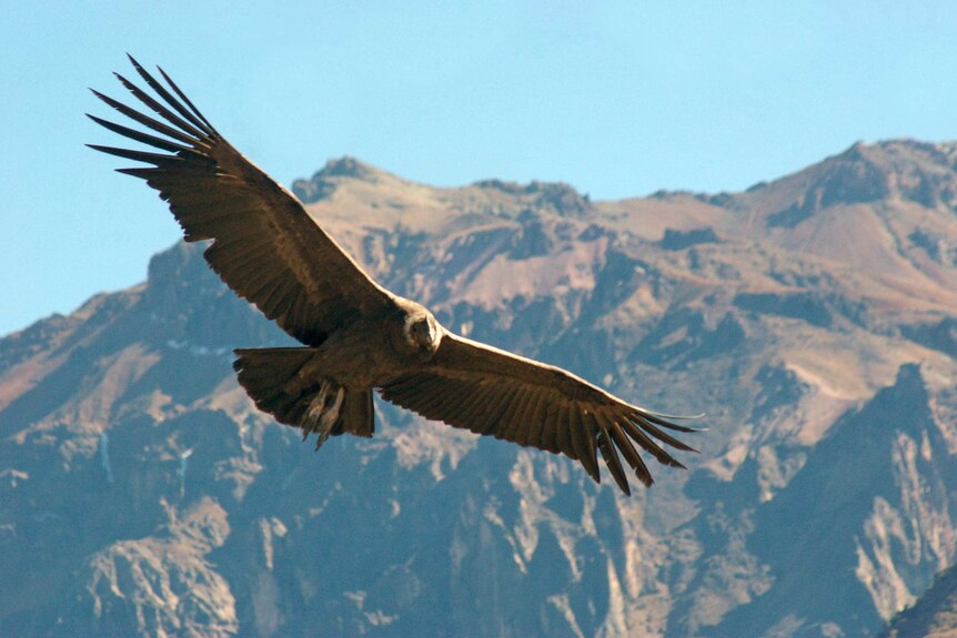 Condor in flight over cliffs