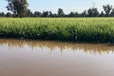 A green wheat crops stands in floodwater.