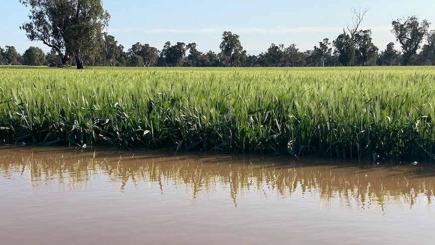 A green wheat crops stands in floodwater.