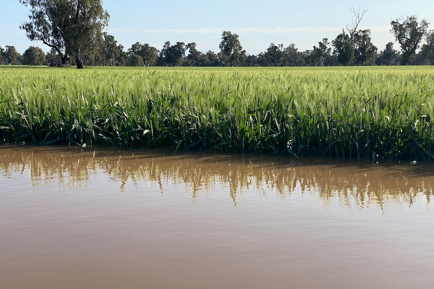 A green wheat crops stands in floodwater.