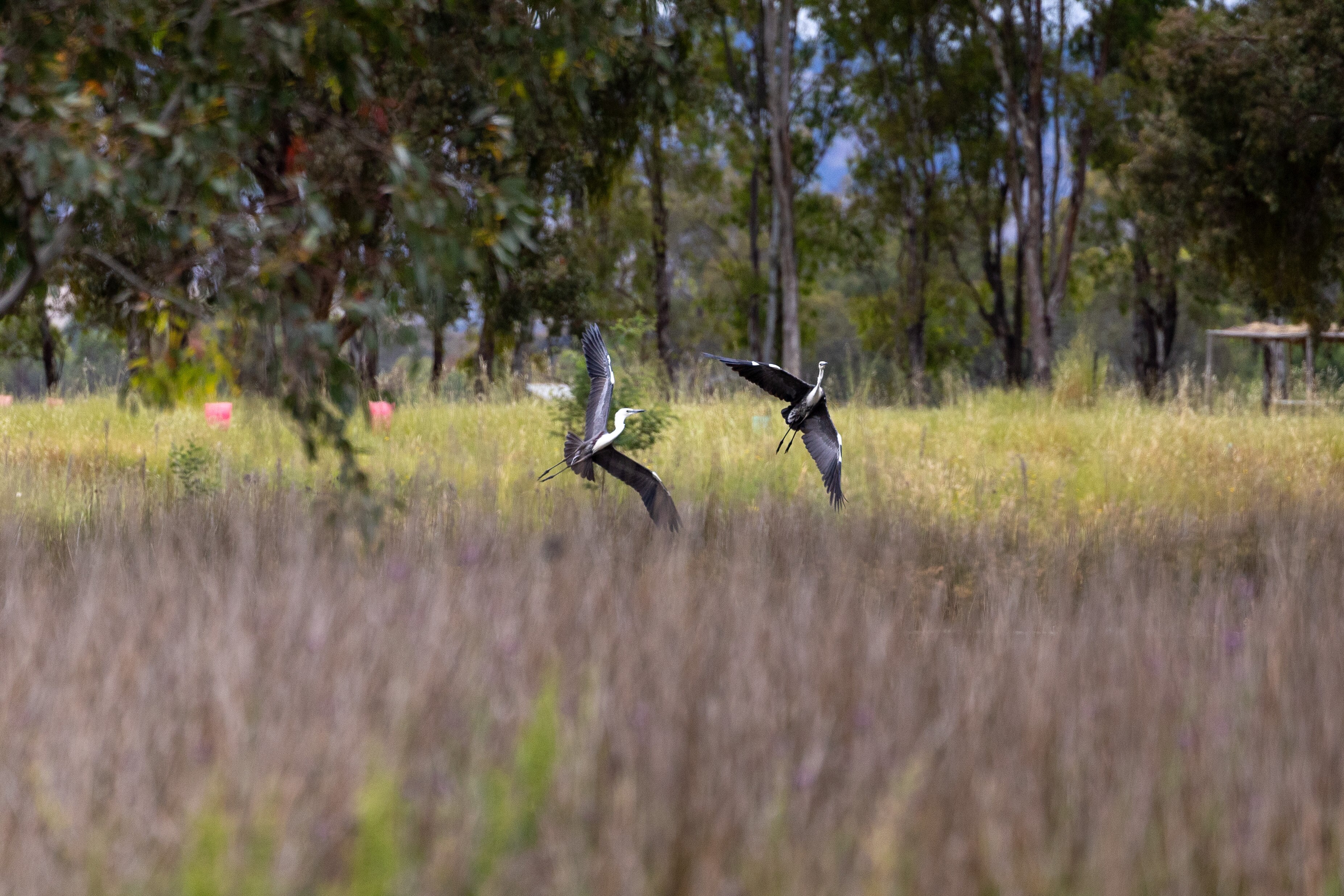 Dos pájaros vuelan uno alrededor del otro en un humedal