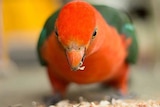 A king parrot eats bird seed.