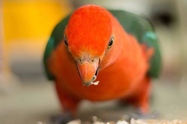 A king parrot eats bird seed.