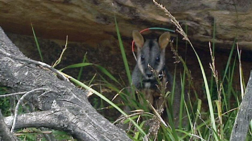 brush-tailed wallaby
