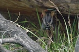 brush-tailed wallaby