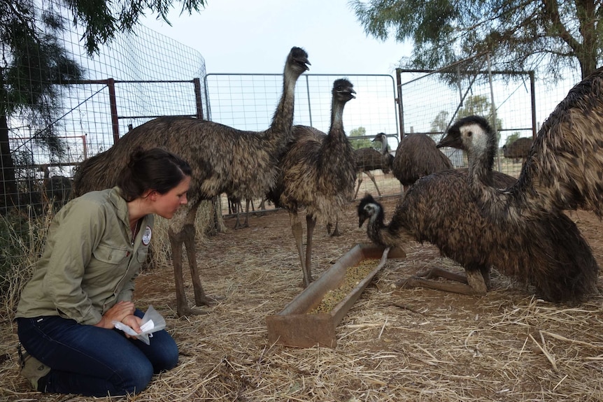 Katharine Catelotti observes the emus feeding