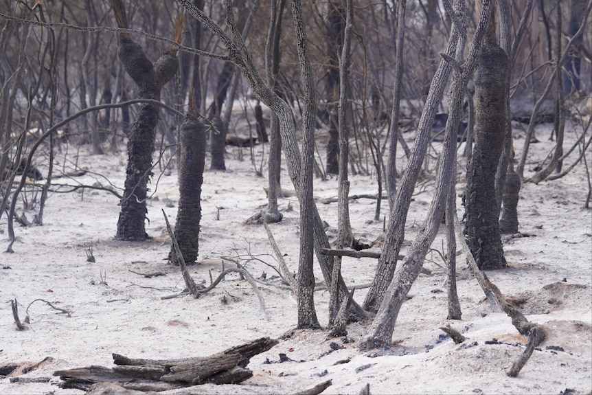 Bushland covered with ash, amid many blackened trees