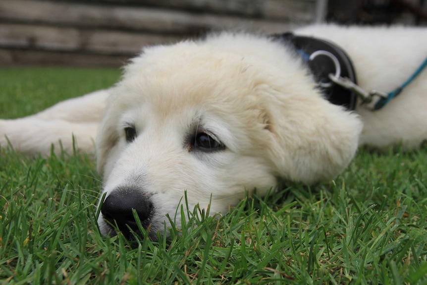 Maremma puppy takes a break