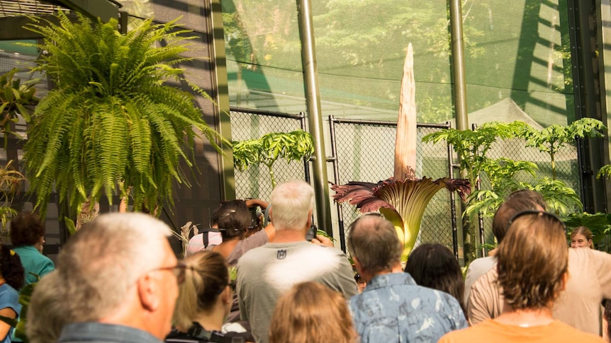 A Titan Arum 'corpse flower' in full bloom attracting lots of tourists.