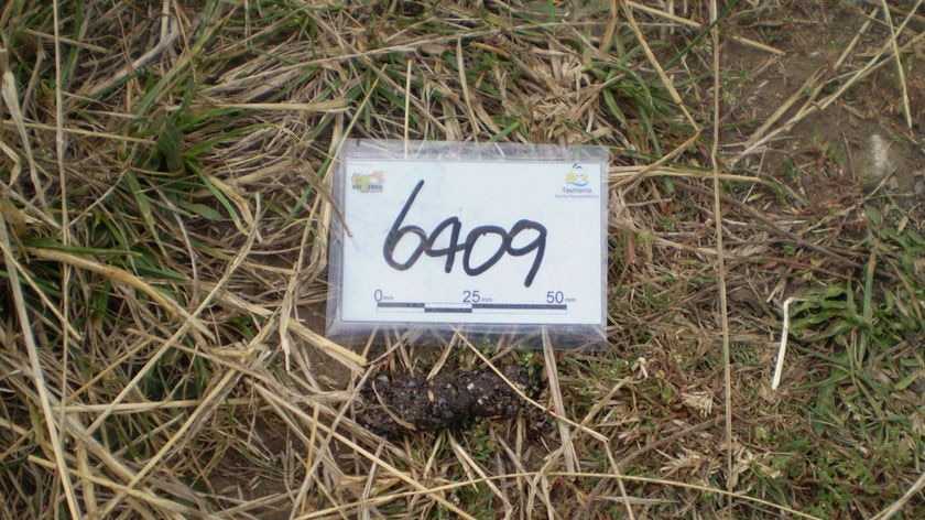 Fox scat found in Tasmania, on March 19, 2008.