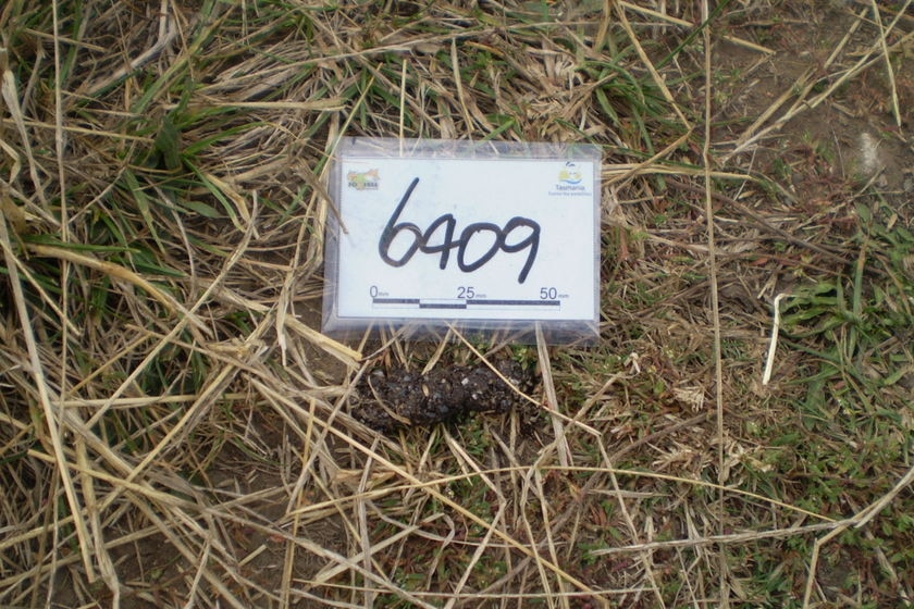 Fox scats found in Tasmania, collected March 19, 2008.