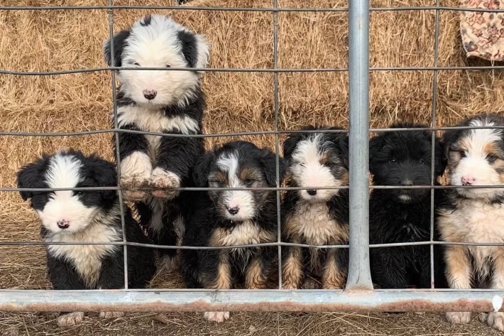 a group of smithfield puppies
