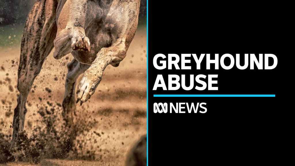 Drone vision reveals cruelty and abuse of racing dogs - ABC News