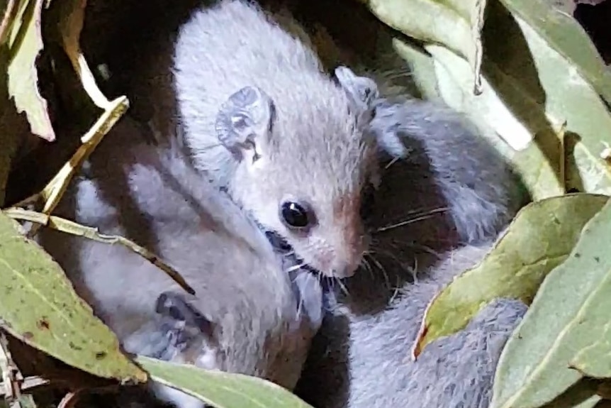 Four small Western pygmy possums in a gum leaf nest, one on top eyes visible looking at camera