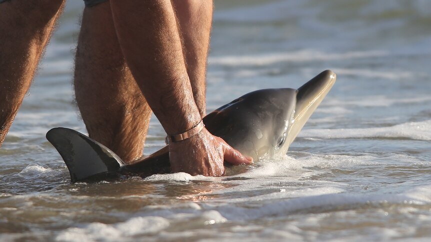 A man helps a baby dolphin back into the sea.
