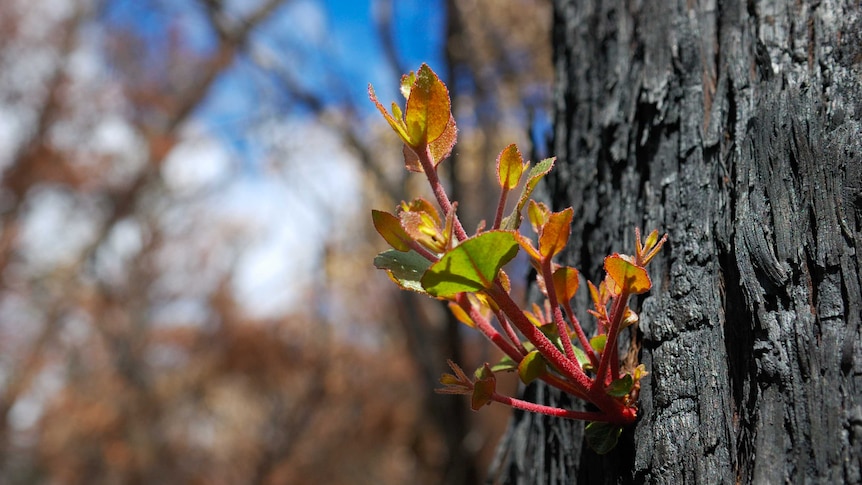 A close up of new plant sprouting through the charred bark on a burnt tree following a bushfire.