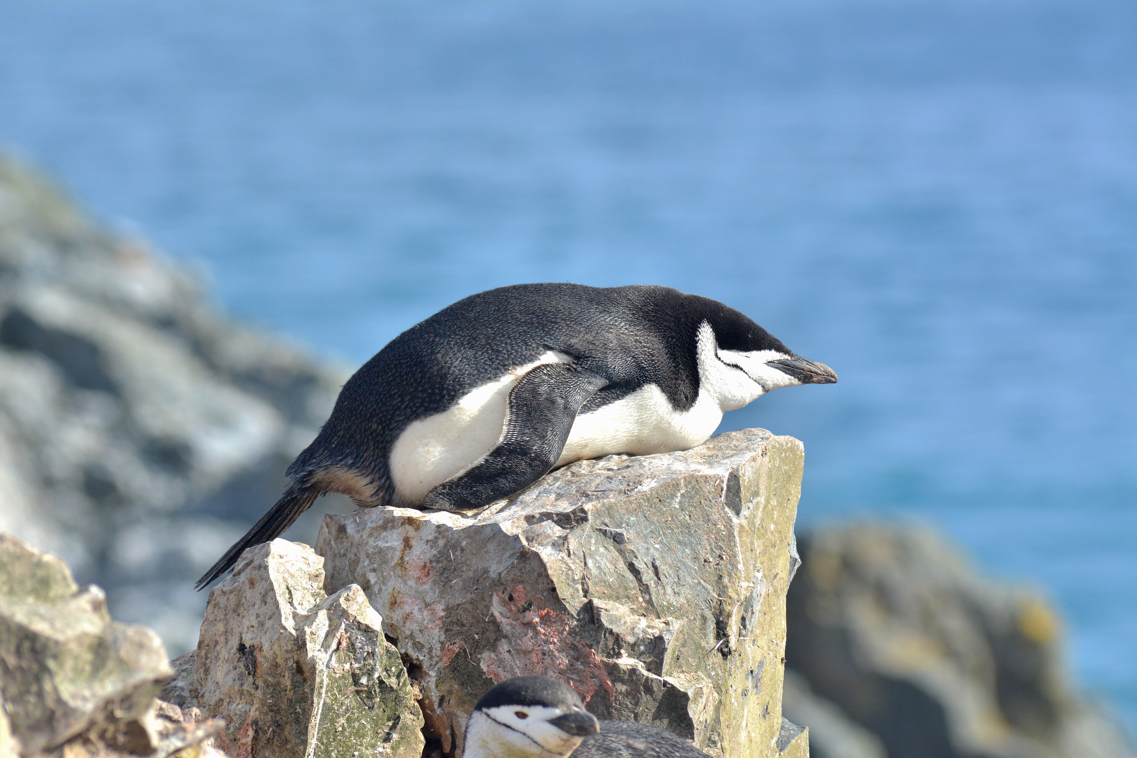 Antarctica's Chinstrap Penguins Get Four Seconds Of Shut-eye 10,000 ...