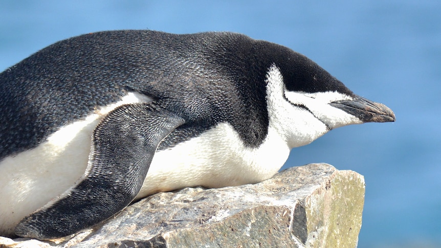 A small penguin lies down prone asleep on a large rock in the sun, the ocean in the background