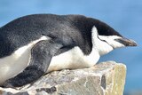 A small penguin lies down prone asleep on a large rock in the sun, the ocean in the background