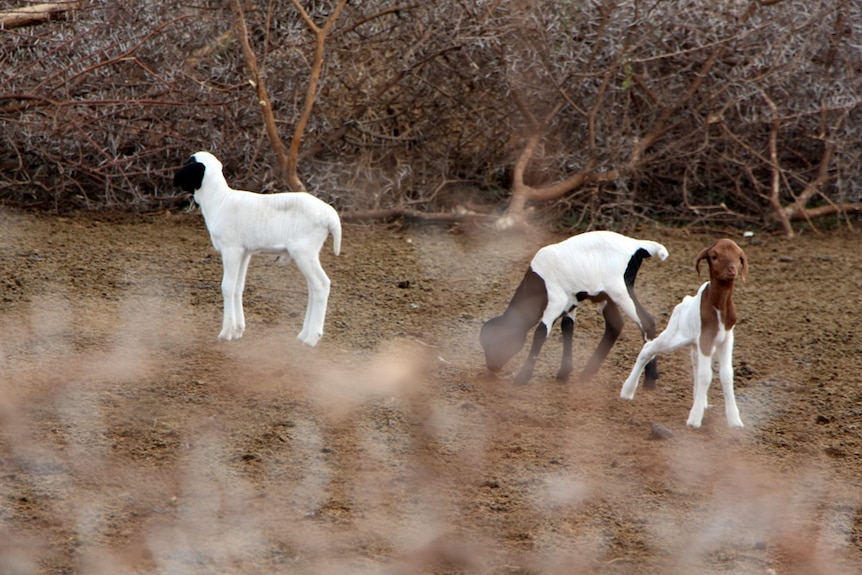 Baby goats within a circle of spiked tree branches