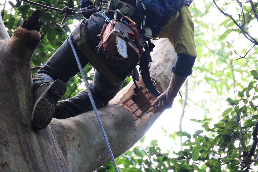 A close up shot of Matt Roy hanging in the tree with chainsaw strapped to him. He has cut a hole into the branch.