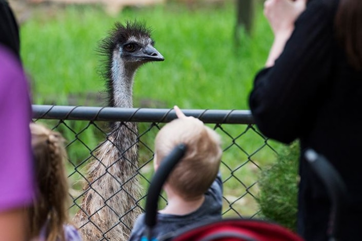 An emu in its enclosure at Adelaide Zoo is surrounded by visitors