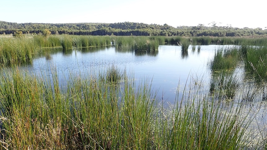 A wetlands landscape showing green grasses around a lake with hills in the distance.