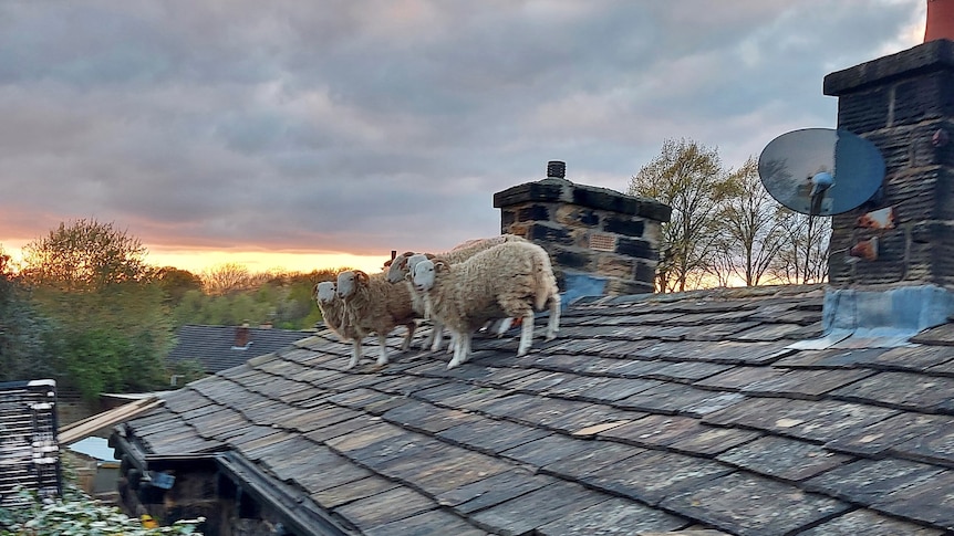 Sheep standing on a tiled roof.